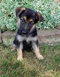 When you purchase one of my german shepherd puppies, you get a puppy that will grow to be an important member of your family. German Shepherd Puppies For Sale Los Angeles Ca 291373
