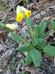 Image result for Primulaceae