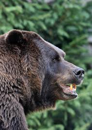 Can the human jaw bite through bone? Brookfield Zoo On Twitter The Bite Force Of A Human Is Around 120 150 Pounds Per Square Inch Psi The Bite Force Of A Grizzly Bear Is Around 1 200 Pounds Per Square Inch