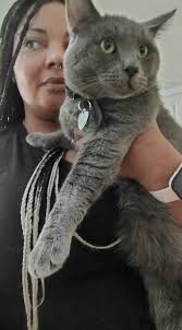 Lost Cat in Gervais Oregon, Black Collar with Oregon Humane Society Phone  Number