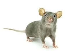 Make an appointment with planned parenthood. Pest Control Services In Minneapolis Mn