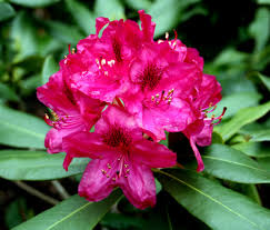 Rhododendron Pflege Und Schnitt Azaleas Rhododendron Plants