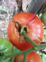 We did not find results for: Why Are My Tomatoes Deformed Common Causes Fixes Greenupside