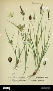 Image result for Pycreus