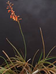 Image result for Aloe ballii