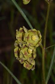 Image result for Glossostelma