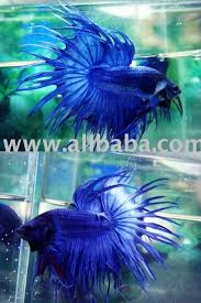 Refrigerator magnets, locker magnets, and more. Betta Fish Quotes Quotesgram