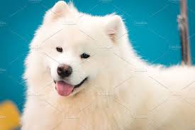 Samoyed Anjing