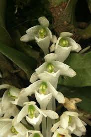 Image result for Diaphananthe