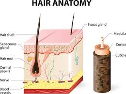 Medical vector illustration of different types of acne on human skin. Diagram Of A Hair Follicle In A Cross Section Of Skin Layers Vector Images
