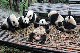 Diego's mission, with help from he's bilingual and speaks spanish often, has great observation skills and cool scientific tools that help him succeed in his goals while introducing kids to. Taking A Chengdu Panda Tour China S Cutest Tourist Attraction