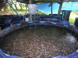 Aquaponics is a growing market for our fish. Sach Fish Farm Rotary Club Of Caloundra