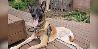 Dogs over 66 lbs are 60 times more likely to get osteosarcoma than dogs under 22 lbs. Canine Officer Treated For Rare Cancer At Texas A M
