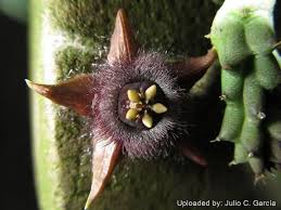 Image result for Duvalia