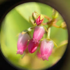 Image result for Dovyalis lucida