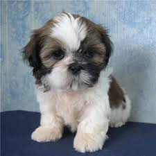 Maltese are smaller size, do very well with other animals. Shih Tzu Puppies For Sale Cedar Rapids Ia 95928