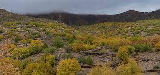 Learn About Forest Rehabilitation And How You Can Help Thursday At The Los Alamos Nature Center Los Alamos Reporter