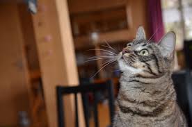 Sie spielen mit dem gedanken eine katze zu adoptieren? Handicap Katzen Suchen Einen Lebensplatz Handicapcats Ch Ein Herz Fur Handicap Katzen Schweiz