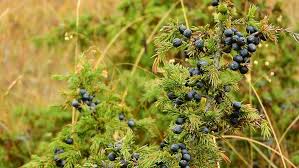 Free for commercial use no attribution required high quality images. Juniper Berry 1080p 2k 4k 5k Hd Wallpapers Free Download Wallpaper Flare
