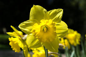Narcis (Narcissus) - Plantea