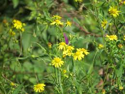 Image result for Senecio madagascariensis