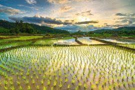 Image result for Gonatopus petiolulatus