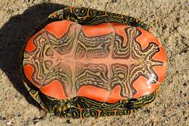 Resultado de imagen de Chrysemys picta