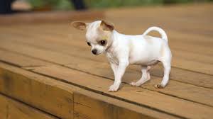 There are chihuahuas that are smaller, but they tend not to be very healthy. How Old Do Chihuahuas Grow 27 Photos To What Size They Grow After How Many Months The Life Of The Dog Cease To Be Considered A Puppy