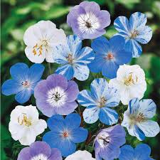 We did not find results for: Spring Hill Nurseries Blue And White Flowering Geranium Mixture Live Bareroot Perennial Plants 3 Pack 89993 The Home Depot