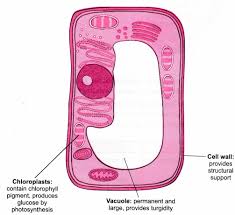 A brief explanation of the different parts of an animal cell along with a well labelled diagram is mentioned below for reference. Draw A Neat Diagram Of Plant Cell And Label Any Three Parts Which Differentiate It From Animal Ce Cbse Class 9 Science Learn Cbse Forum