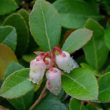 Image result for Galenia procumbens