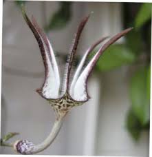 Image result for Ceropegia abyssinica