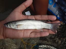 The average size of most flathead grey mullet is 20 inches but it can reach up to 47. Flathead Grey Mullet Mugil Cephalus Linnaeus 1758 Priyankar Chakraborty Flickr