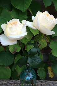 The thick branches persist in jutting out horizontally, so the bush is almost always wider than it. Rose Cream Yves Piaget