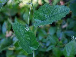 Image result for Cucumis hirsutus