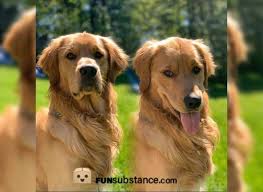 pin on fun pets