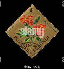 Image result for Platycoryne crocea