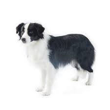 Border Collie Breed Profile Purina