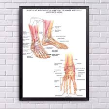 Muscular Skeletal Ankle Poster Silk Cloth Chart Human Body