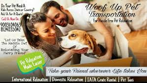 Mehr als 200.000 maschinen sofort verfügbar. Woof Up Pet Transportation Home Facebook