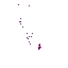 Image result for Tectaria angelicifolia