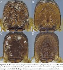 Image result for Arthropteris antun-gupffertiae