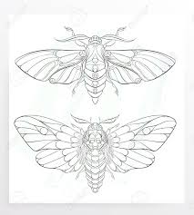The moth tattoo has been popular for many years and is currently making a comeback. Death S Head Hawkmoth Patterned Moth On The Grunge Background Ornate Butterfly Papillon Tattoo Design It May Be Used For Design Of A T Shirt Bag Postcard A Poster And So On Royalty Free Cliparts