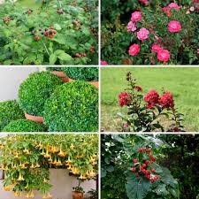 Companion planting is the growing together of all those elements and beings that encourage life and growth; 25 Plants To Propagate From Hardwood Cuttings Diy Crafts