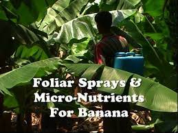 Optimal spray technology for trees. Foliar Sprays Micro Nutrients For Banana Youtube