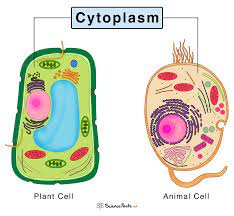 Cytoplasm refers to the fluid that fills the cell, which includes the cytosol along with filaments, proteins, ions and macromolecular structures as well as in eukaryotic cells, cytoplasm refers to the contents of the cell with the exception of the nucleus. Cytoplasm Definition Structure Functions With Diagram