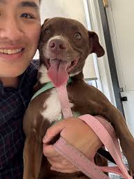 Lost male dog in Santa Clara area