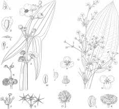 Image result for Limnophyton angolense