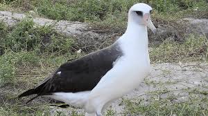 Record-breaking 75-year-old mother bird prepares to nest | Popular Science