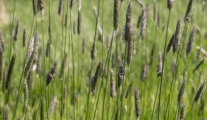 Check spelling or type a new query. How To Grow A Lawn That S Better For Wildlife Natural History Museum